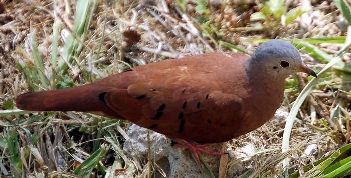 Columbina_talpacoti - A porumbei si turturele din lume