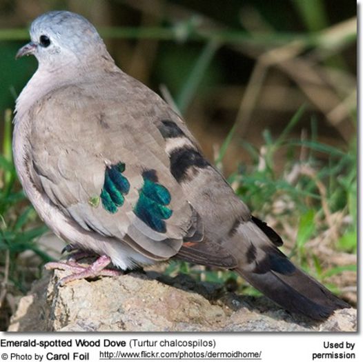EmeraldspottedWoodDove2