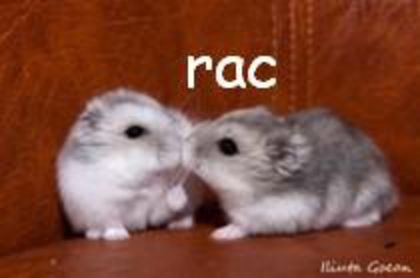 mozoliiiiiiici - rac