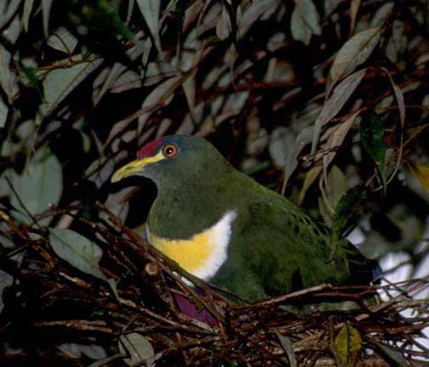 FrDoveWB-Wandam-WBetz