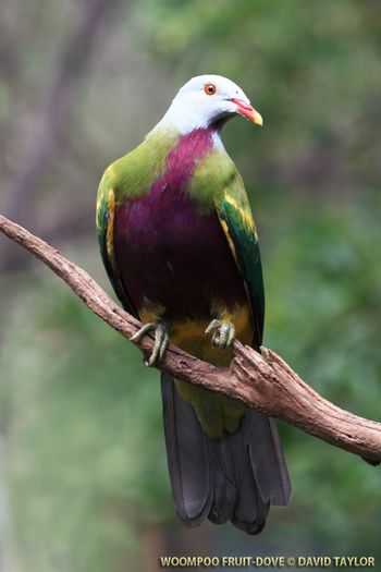 fruit-dove_woompoo