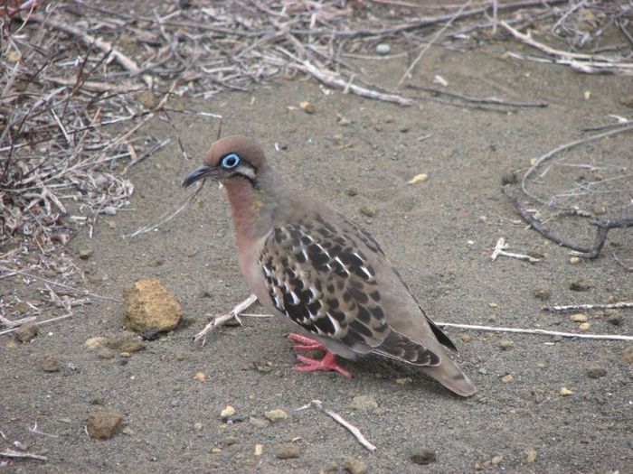 galapagos-dove-7437c002885b39527a92ed7b2bca357f