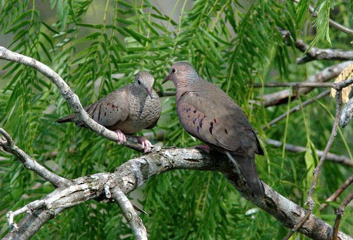 ground-dove_common-1004