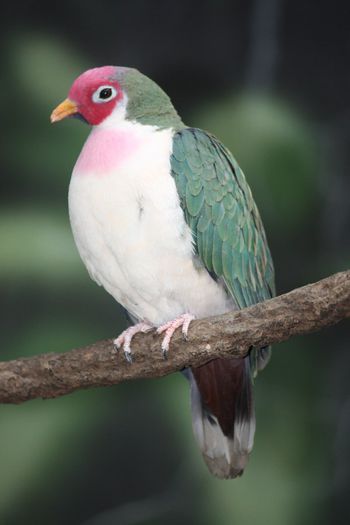 Jambu_Fruit_Dove_2010