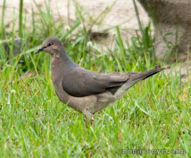 leptotila_verreauxi_white_tipped_dove_01