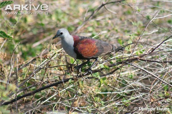 Marquesan-ground-dove-perched-side-view