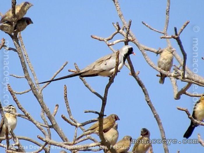 oena_capensis_namaqua_dove_01