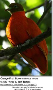 OrangeFruitDove