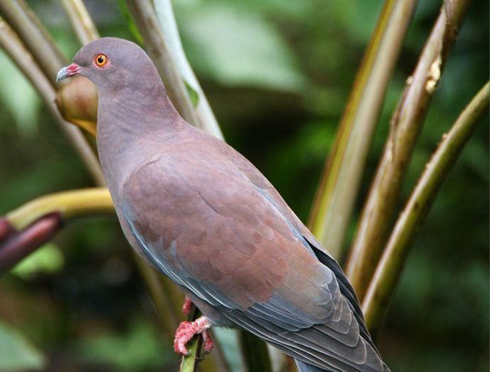 Peruvian pigeon 1 - A porumbei si turturele din lume