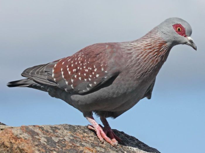 Pigeon,%20Speckled%20CapeTown3