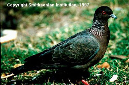 pigeon_Columba_picazuro