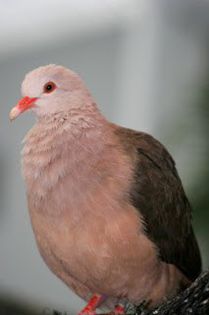 PinkPigeon