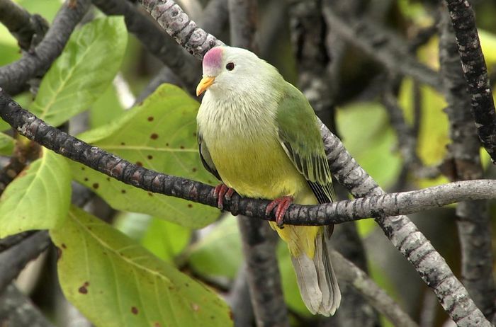 Ptilinopus_coralensis_Imagen_fija003