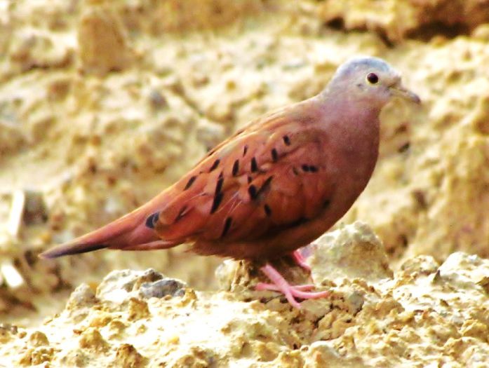 Ruddy-ground_dove_2