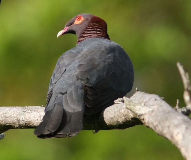 Scaly-naped_Pigeon_d_SV_MP_copy