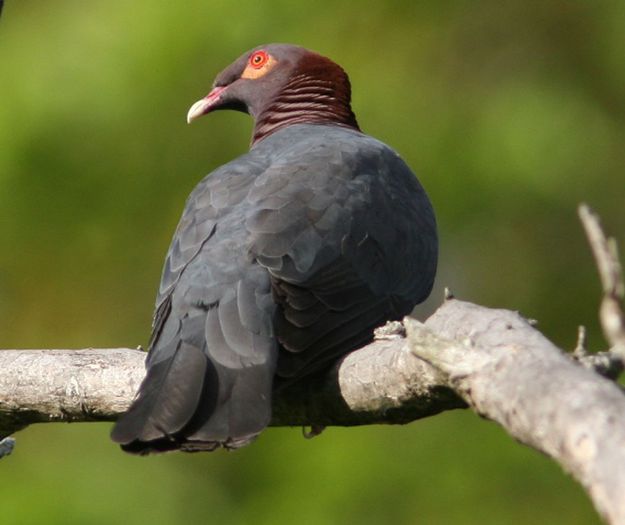 Scaly-naped_Pigeon_d_SV_MP_copy - A porumbei si turturele din lume