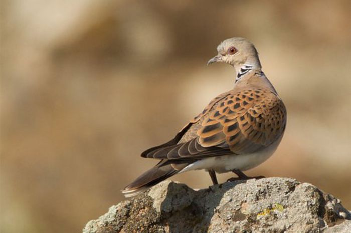 Turtle-dove-tattoo8375