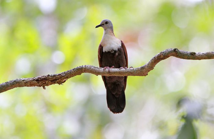 Wetar-Ground-Dove-1 - A porumbei si turturele din lume