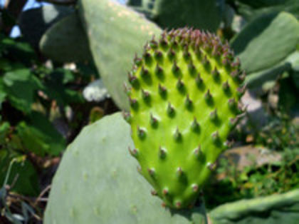 OPUNTIA 1.jpg12