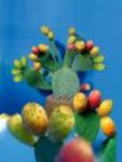 OPUNTIA CU ROD