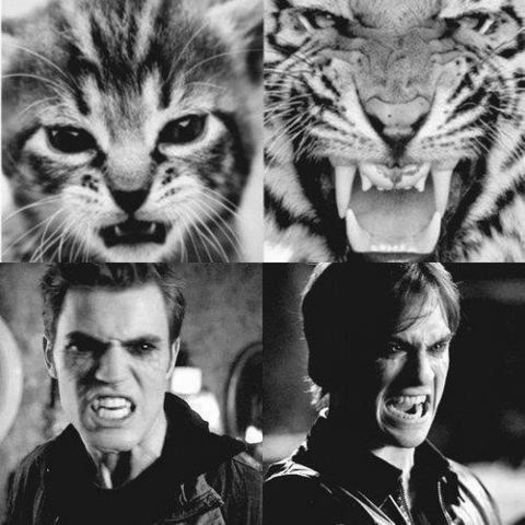  - TVD