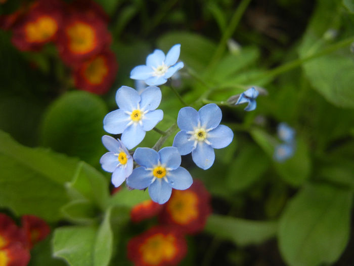 Myosotis alpestris (2014, April 15) - MYOSOTIS Alpestris