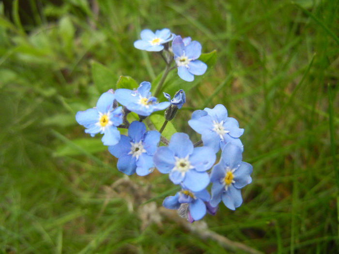 Myosotis alpestris (2014, April 15) - MYOSOTIS Alpestris