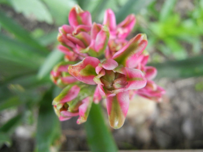 Hyacinth Eros (2014, April 15) Hyacinth Eros (2014, April 15)