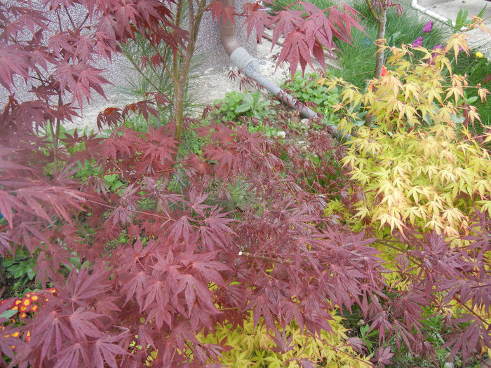 Acer Bloodgood & Katsura (2014, Apr.15) - Acer palmatum_Japanese Maples