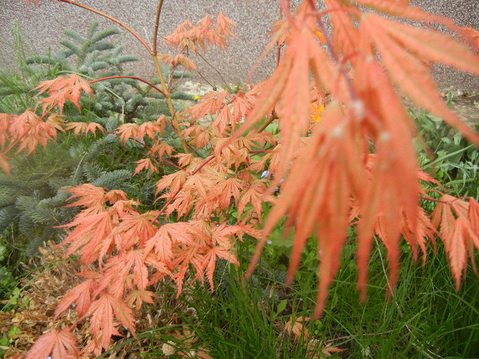 Acer palmatum Ariadne (2014, April 15) - Acer palmatum Ariadne