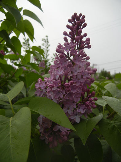 Syringa vulgaris_Lilac (2014, April 15) - Syringa vulgaris Lilac
