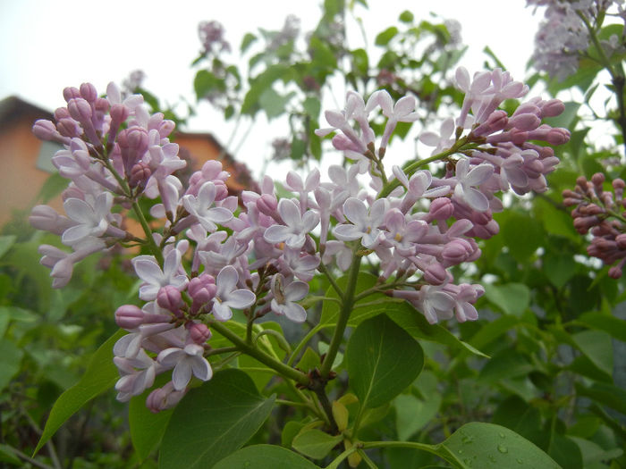 Syringa vulgaris_Lilac (2014, April 15) - Syringa vulgaris Lilac