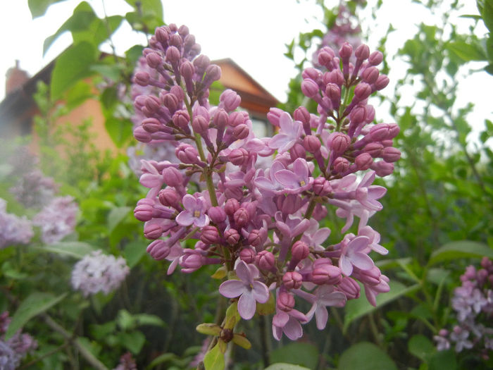 Syringa vulgaris_Lilac (2014, April 15) - Syringa vulgaris Lilac