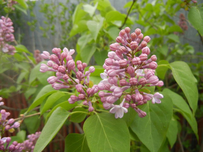 Syringa vulgaris_Lilac (2014, April 15)