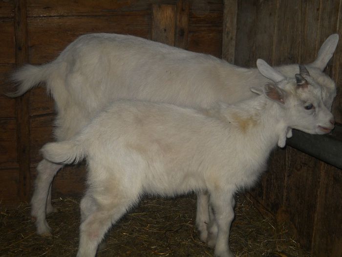 ficiorul acus ajunge pe mama ...