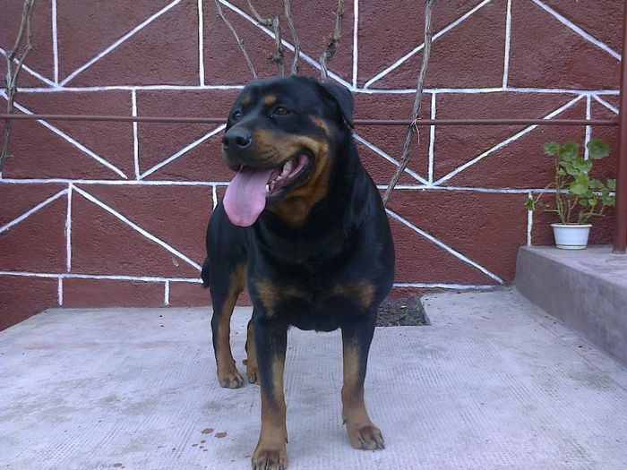 HERRA