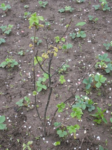 coacaz cu fructe rosii...multumesc! - Primavara 2014