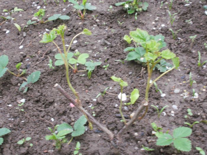 coacaz alb - Primavara 2014