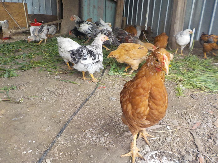 Picture 1047 - pui gaina 2014