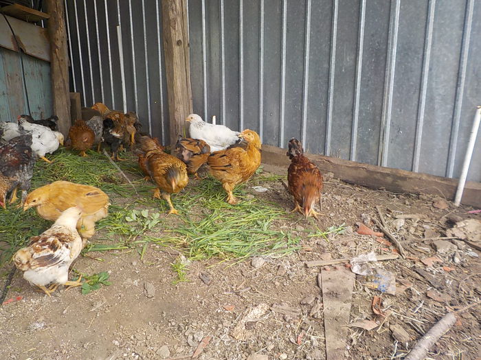 Picture 1046 - pui gaina 2014