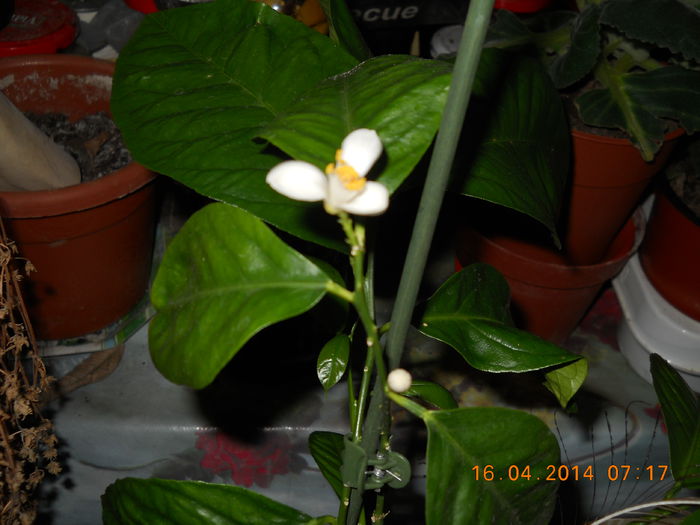 floare de lamai