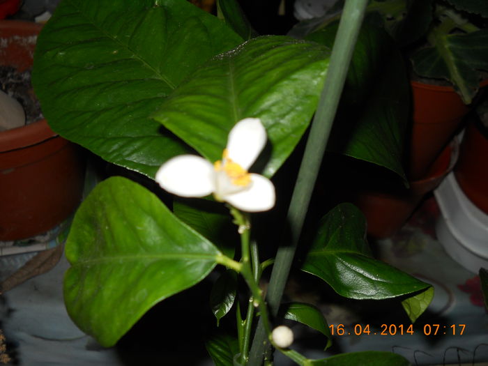 003 - APRILIE 2014