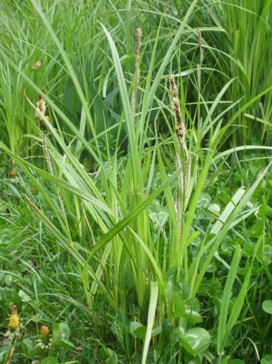 Carex acutiformis? - Flora spontana