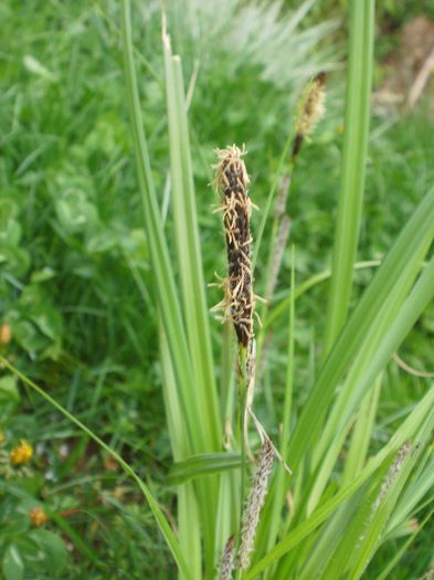 Carex acutiformis? - Flora spontana