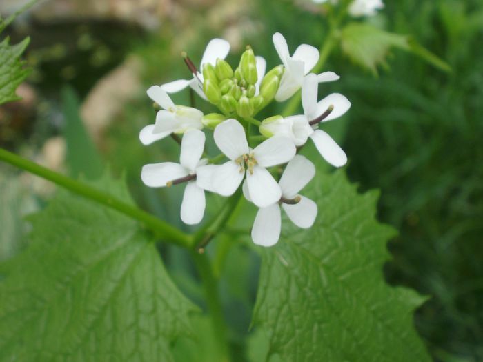 Alliaria petiolata, Brassicaceae - Flora spontana