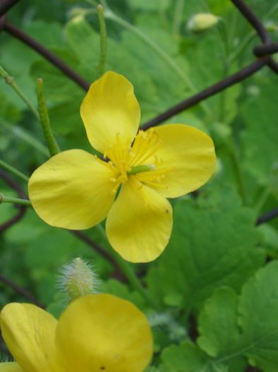 Chelidonium majus L., Papaveraceae