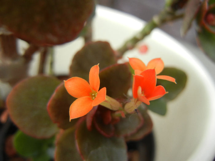 Kalanchoe Orange Pico (2014, April 15) - Kalanchoe Orange Pico