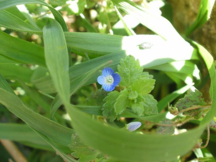 Veronica persica, Plantaginaceae - Flora spontana