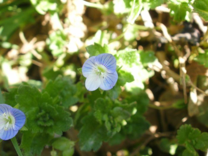 Veronica persica, Plantaginaceae