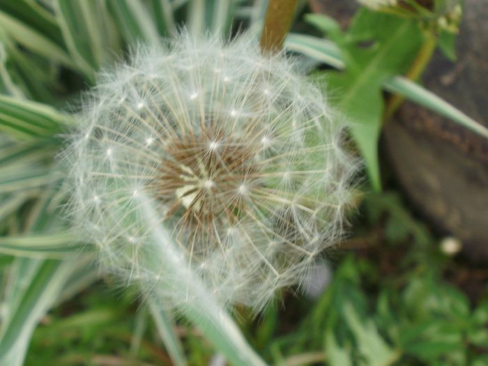 Taraxacum officinale, Asteraceae - Flora spontana